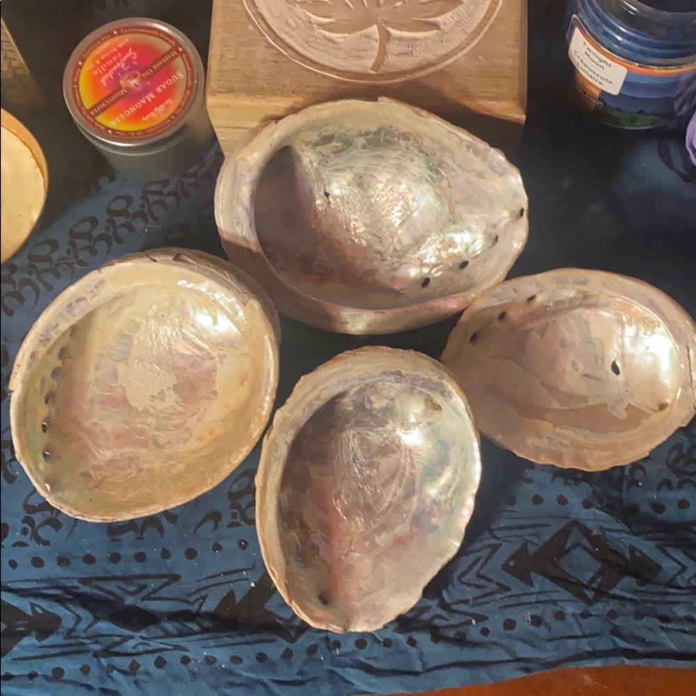 Large abalone shells
